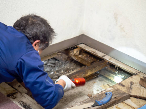 Best Bathroom Mold Remediation in Lockport, LA