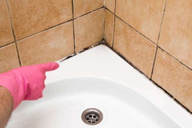 Best DIY Mold Remediation Support Services in Lockport, LA